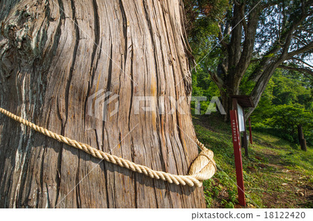 Natural treasure cedars and Clove Yamagata prefecture Natural treasure cedars and Clove Yamagata prefecture 18122420