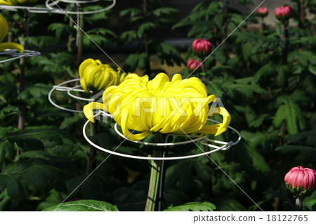 Yellow chrysanthemum 18122765