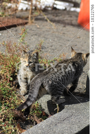 Stray cats being irresponsibly fed Stray cats being irresponsibly fed 18122766