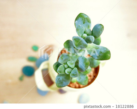 多肉植物迷你3 多肉植物迷你3 18122886