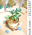 Succulent plants mini-4 18122887
