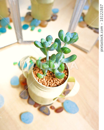 Succulent plants mini-4 Succulent plants mini-4 18122887