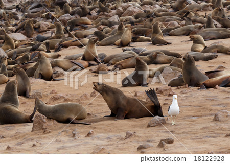 sea lions in Cape Cross, Namibia, wildlife 18122928