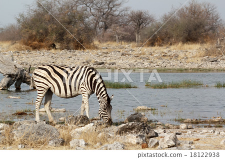 Zebra in african bush on waterhole 18122938
