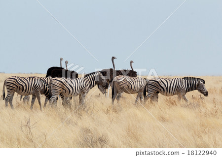 Zebra and ostrich in african bush 18122940