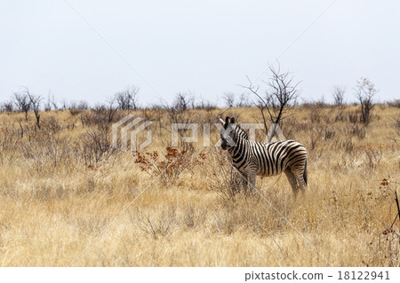 Zebra in african bush 18122941