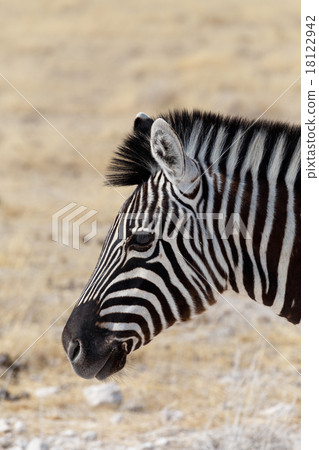 Zebra portrait. Burchell's zebra 18122942