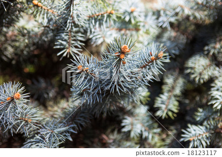 Branches of the Colorado blue spruce Branches of the Colorado blue spruce 18123117