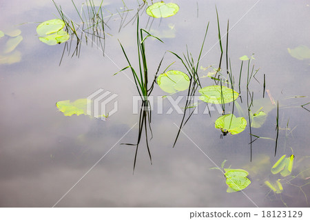 Water surface with lily pads 18123129