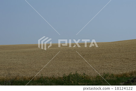 corner of a wheat field in the summer 18124122