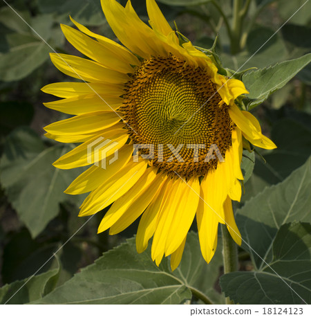 the beautiful flower of sunflower looking aside the beautiful flower of sunflower looking aside 18124123