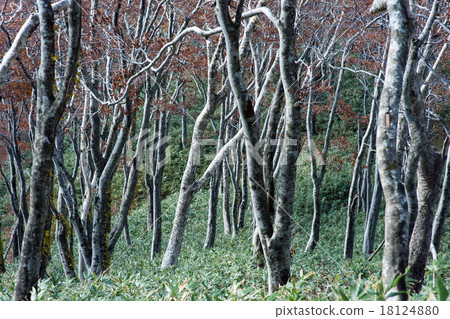 Shirakami山區山毛櫸森林秋田縣 18124880