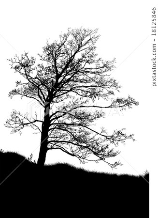 tree silhouette isolated on white 18125846