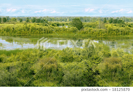 puffy cotton-grass on swamp and blue sky puffy cotton-grass on swamp and blue sky 18125870