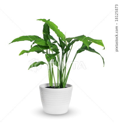 spathiphyllum spathiphyllum 18125873