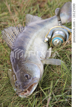fishing catch - zander 18125890