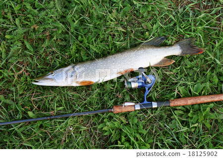 fishing catch on the grass and fishing gear fishing catch on the grass and fishing gear 18125902