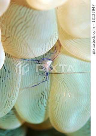 泡泡珊瑚蝦 18125947