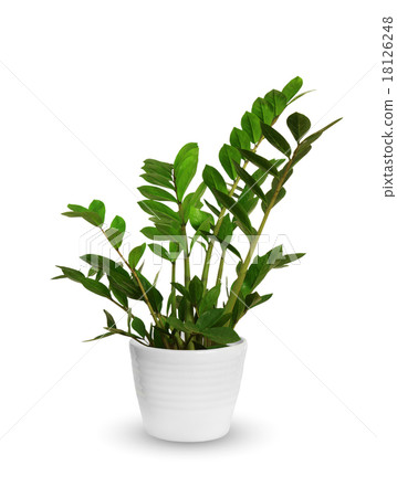 young Zamioculcas a potted plant isolated over white young Zamioculcas a potted plant isolated over white 18126248
