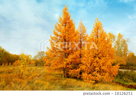 yellow autumn conifers 18126251