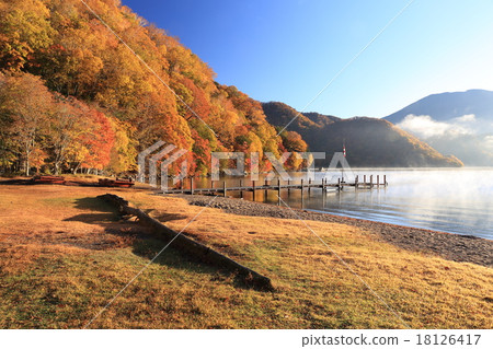 在Senbagahama的一棵早晨下落的樹 18126417