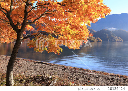 Senbagamahama的楓樹楓樹 18126424