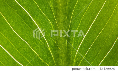 Leaf vein 18126620