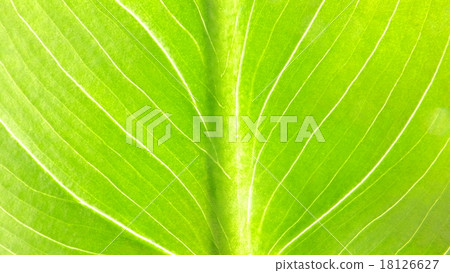 Leaf vein Leaf vein 18126627