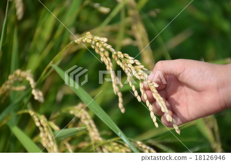 收穫的秋天 收穫的秋天 18126946