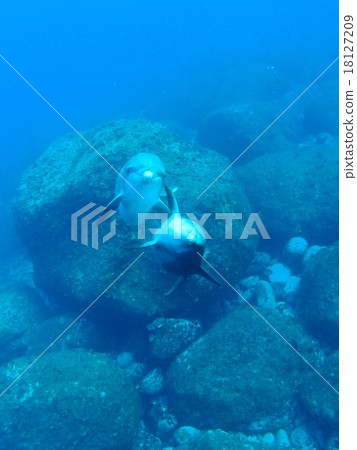 額葉海豚 額葉海豚 18127209