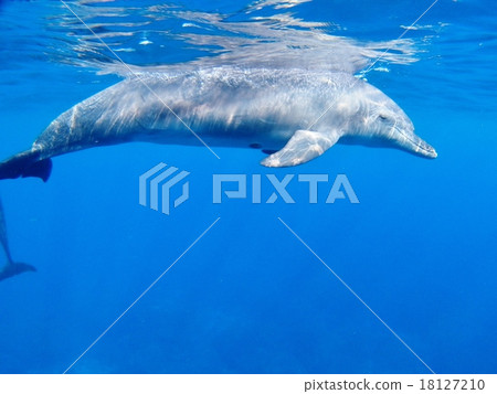 海豚 海豚 18127210