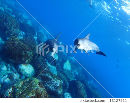 海豚父母和孩子 海豚父母和孩子 18127211