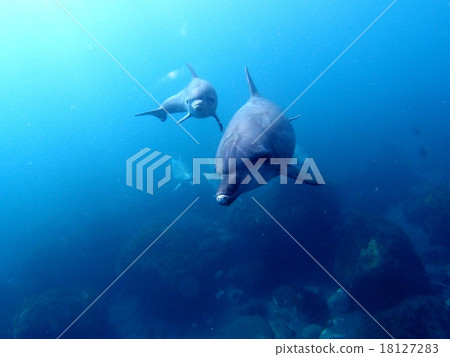 海豚父母和孩子 18127283