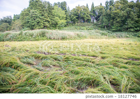 Rain growing too much 18127746