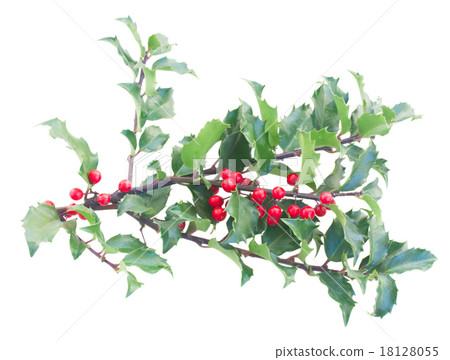 Holly branches with leaves and berries Holly branches with leaves and berries 18128055