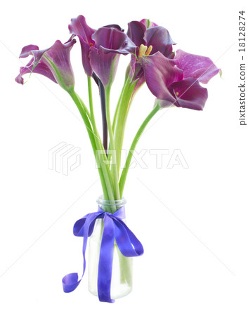 Calla lilly flowers 18128274