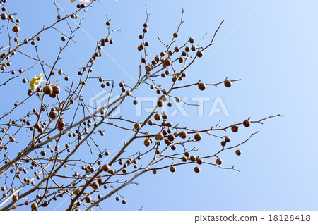 A handkerchief tree nut 18128418