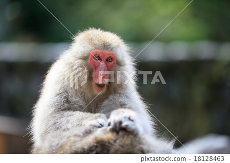 Japanese macaques Japanese macaques 18128463