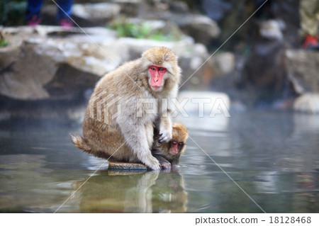 Japanese monkeys in hot springs Japanese monkeys in hot springs 18128468