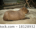 Capybara during break 18128932