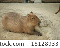 Capybara during break 18128933