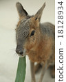 Mara while eating 18128934