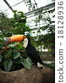 Leaf and big duck 18128936