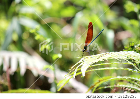 Miyama Kawatombo 18129253