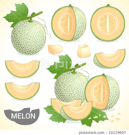 Set of cantaloupe melon fruit in various styles 18129607