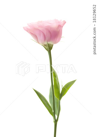 Romantic pink eustoma isolated on white background 18129652