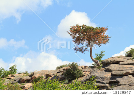 crooked tree growing on the stone mountain 18129847