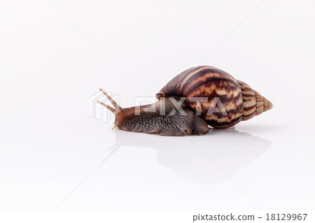 Closeup of garden snail isolate on white . 18129967