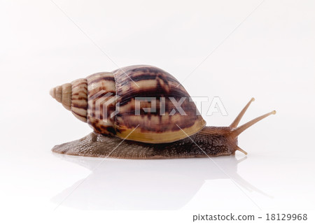 Closeup of garden snail isolate on white . 18129968
