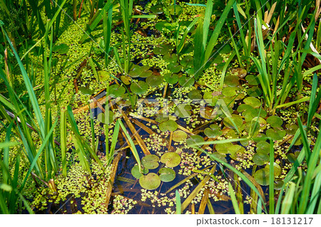 Pond surface with duckweed and grass 18131217